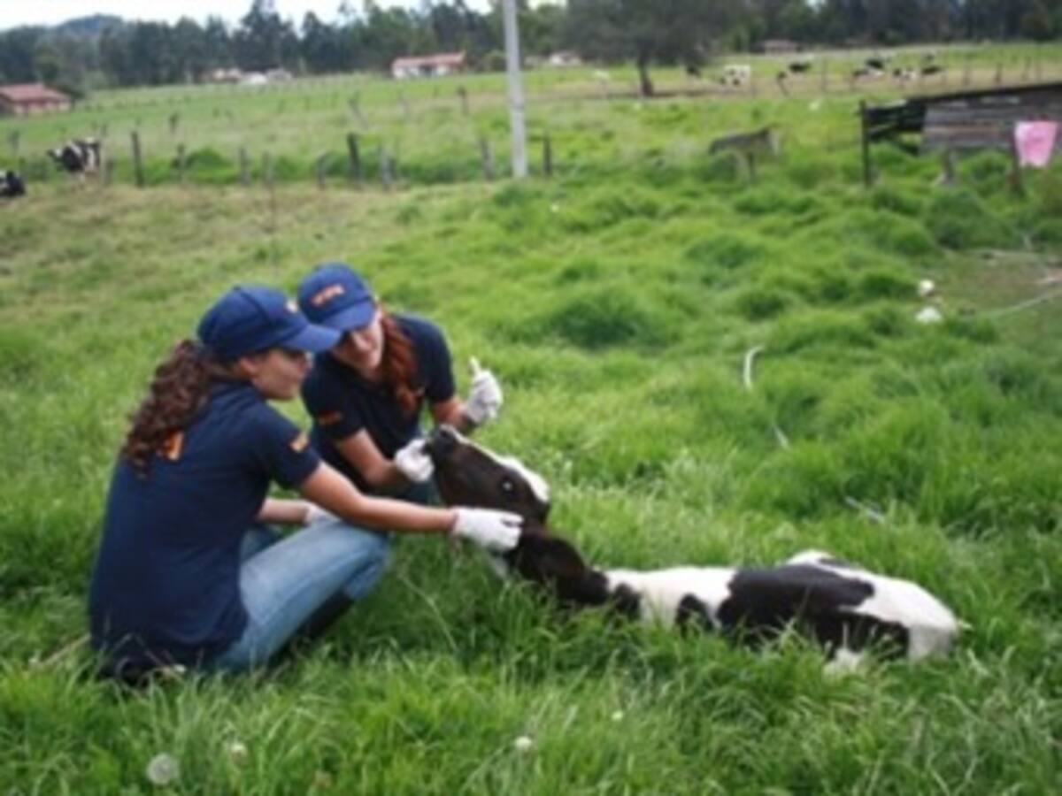 Animales afectados por el invierno están recibiendo ayuda
