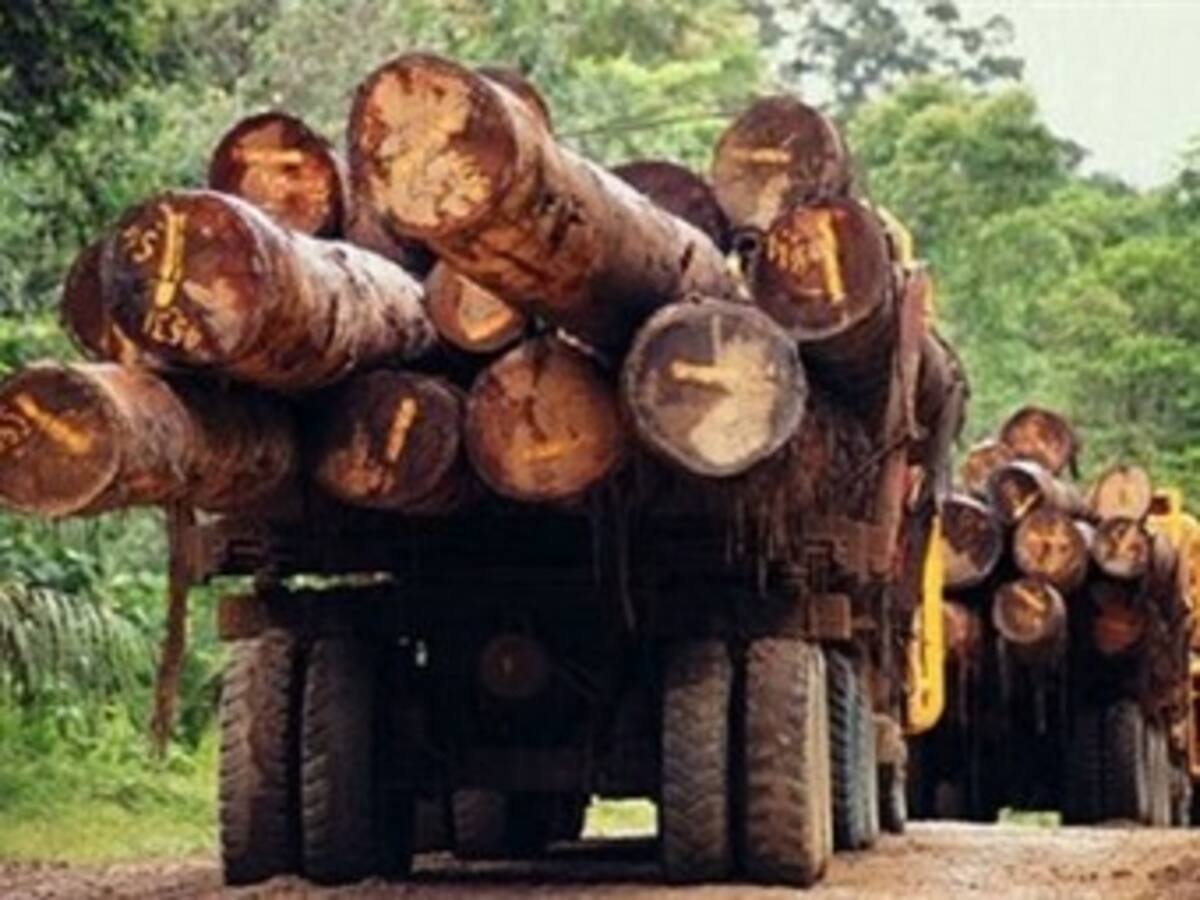 Sin perdón para los culpables de talar los bosques en la Amazonía