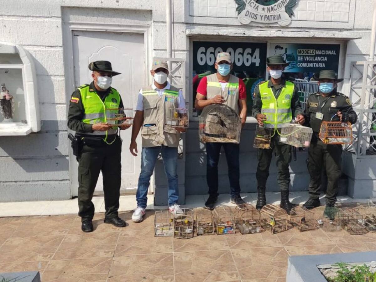 Incautaron 20 aves que iban a ser vendidas en Cartagena