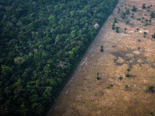 En menos de 6 meses la Amazonía colombiana perdió 88 mil hectáreas de bosque: Procuraduría / Getty Images