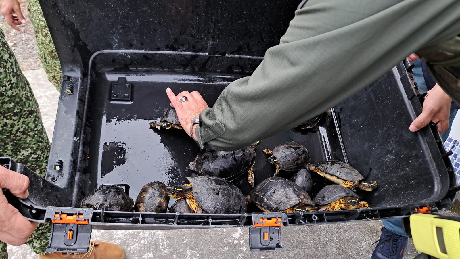 Pretendían ser comercializadas en el pacífico Nariñense. Foto: Brigada de Infantería de Marina
