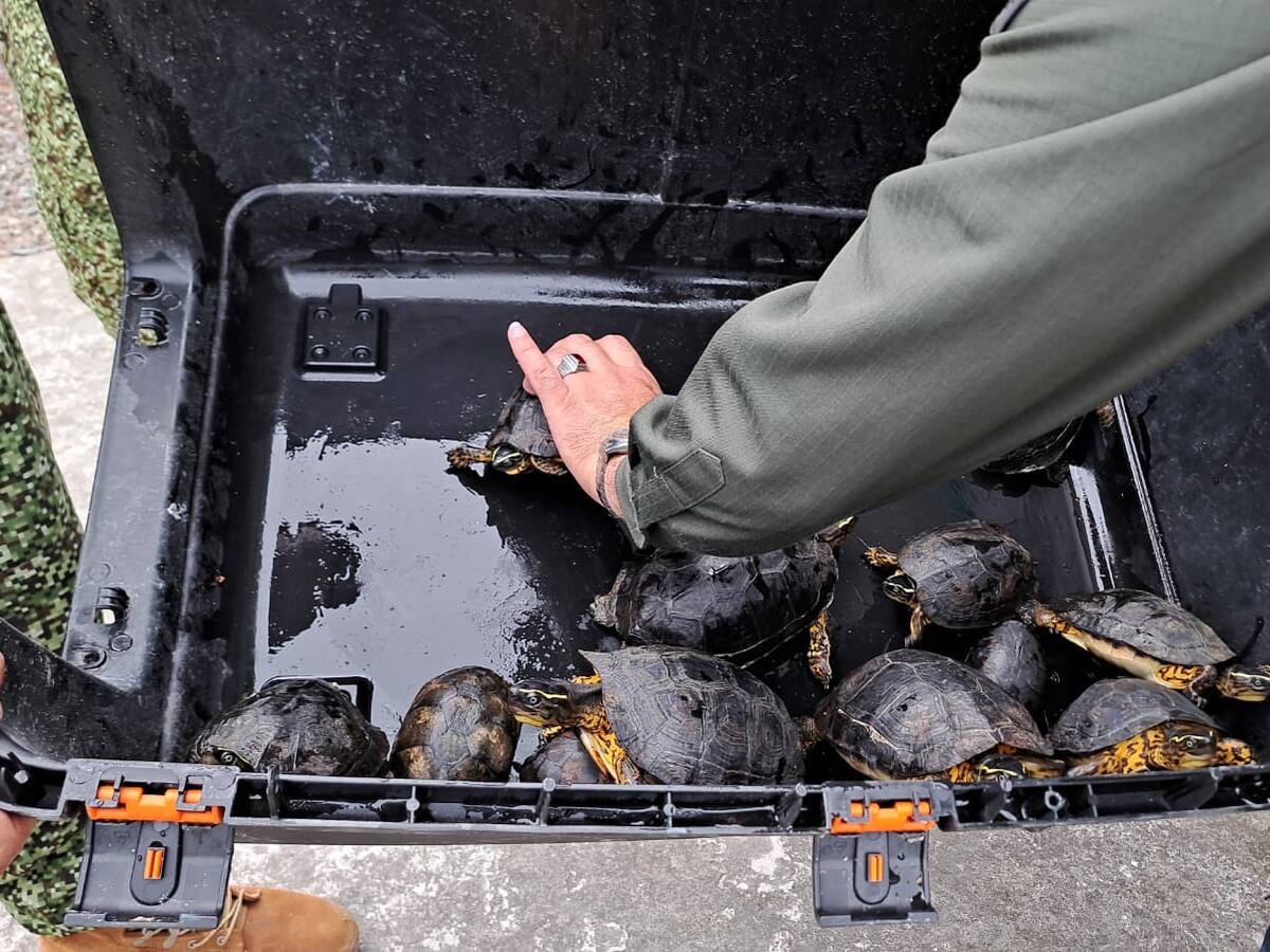 Rescatan doce tortugas de río en Tumaco