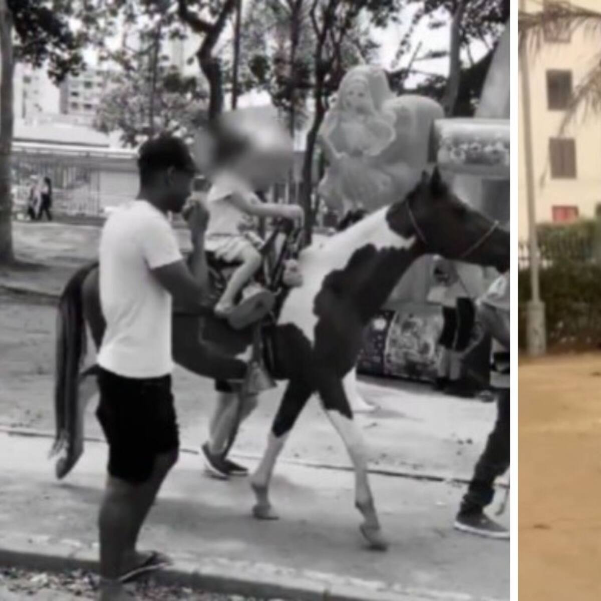 Prohíben la explotación de animales en parques de Bucaramanga