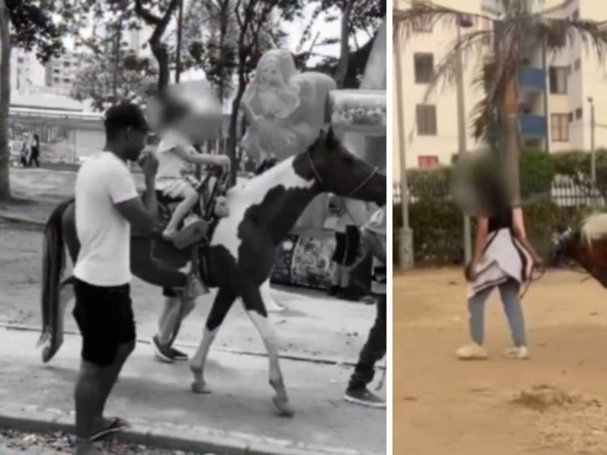 Prohíben la explotación de animales en parques de Bucaramanga