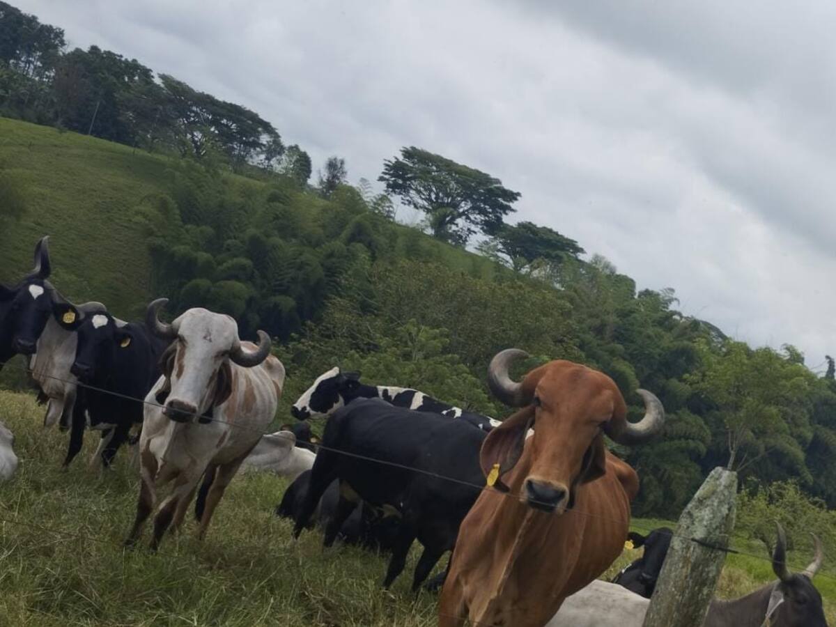 Buscan plan para evacuar animales que se encuentran en la zona de influencia del volcán