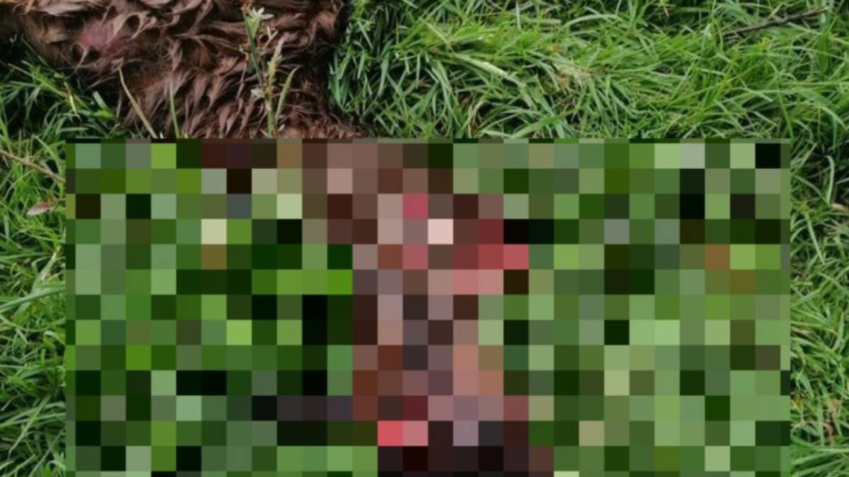 En una finca de la vereda el Verjón decapitaron a una llama