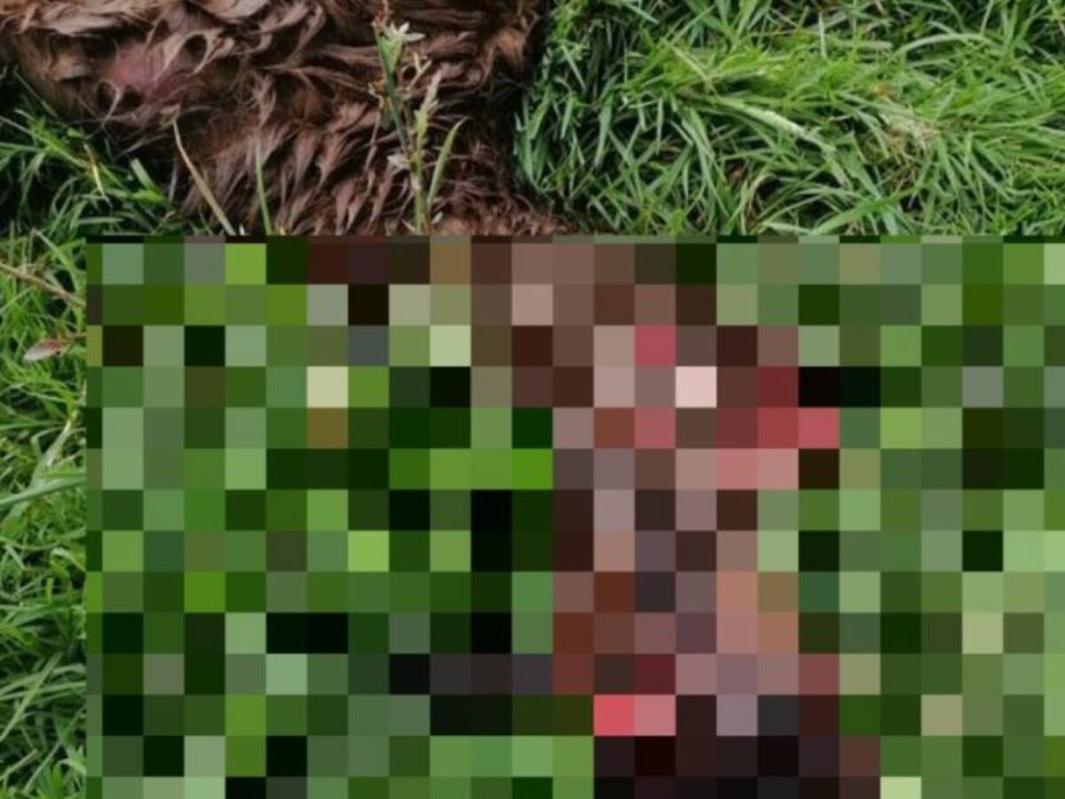 En una finca de la vereda el Verjón decapitaron a una llama