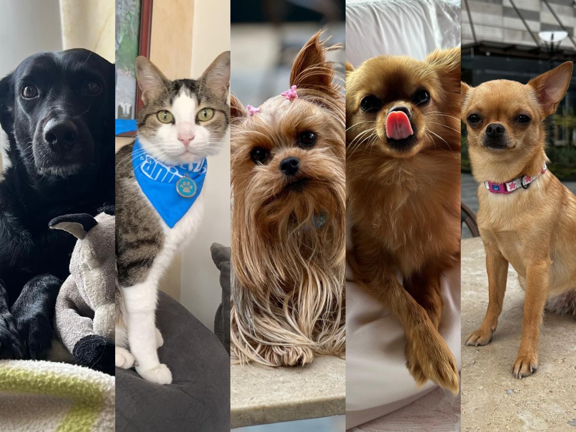 Personería de Medellín lanza alerta por acumulación compulsiva de animales y riesgo de maltrato Fotos: Archivo cortesía.