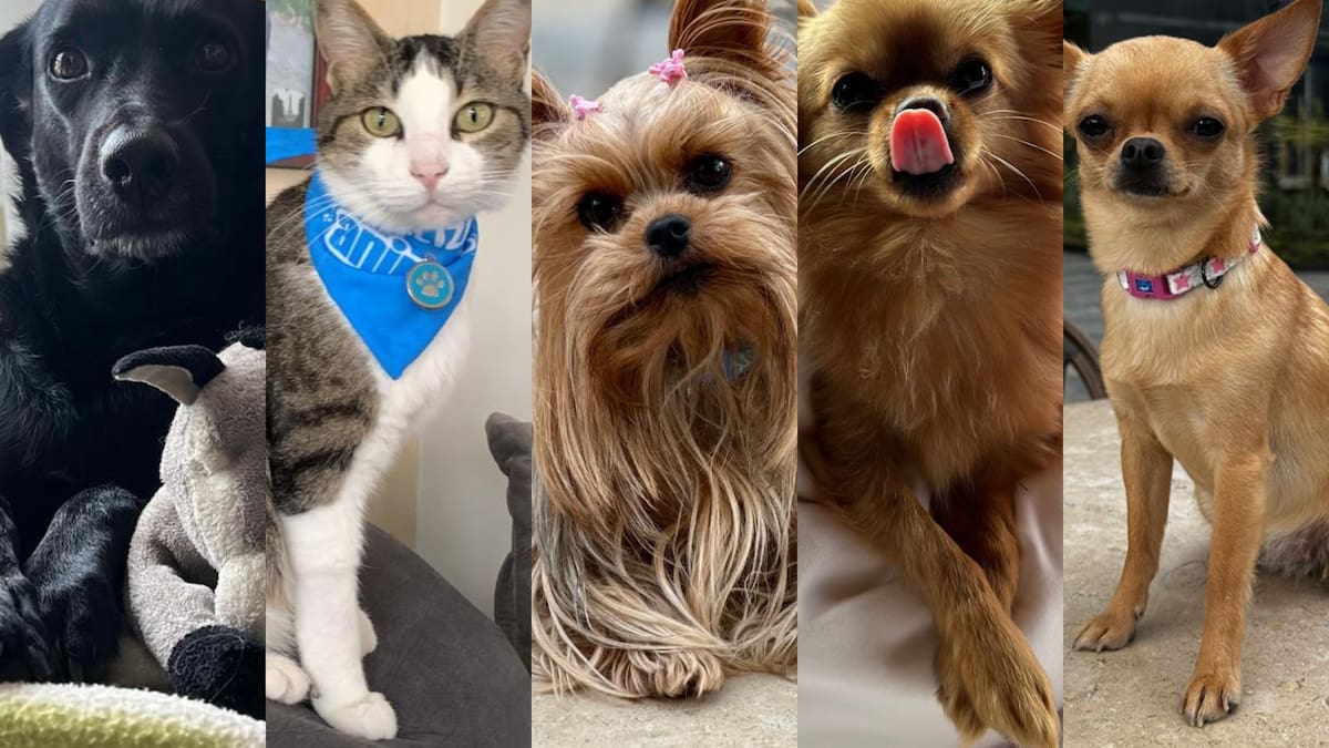 Bogotá inició jornadas gratuitas de esterilización en junio para mascotas por localidades