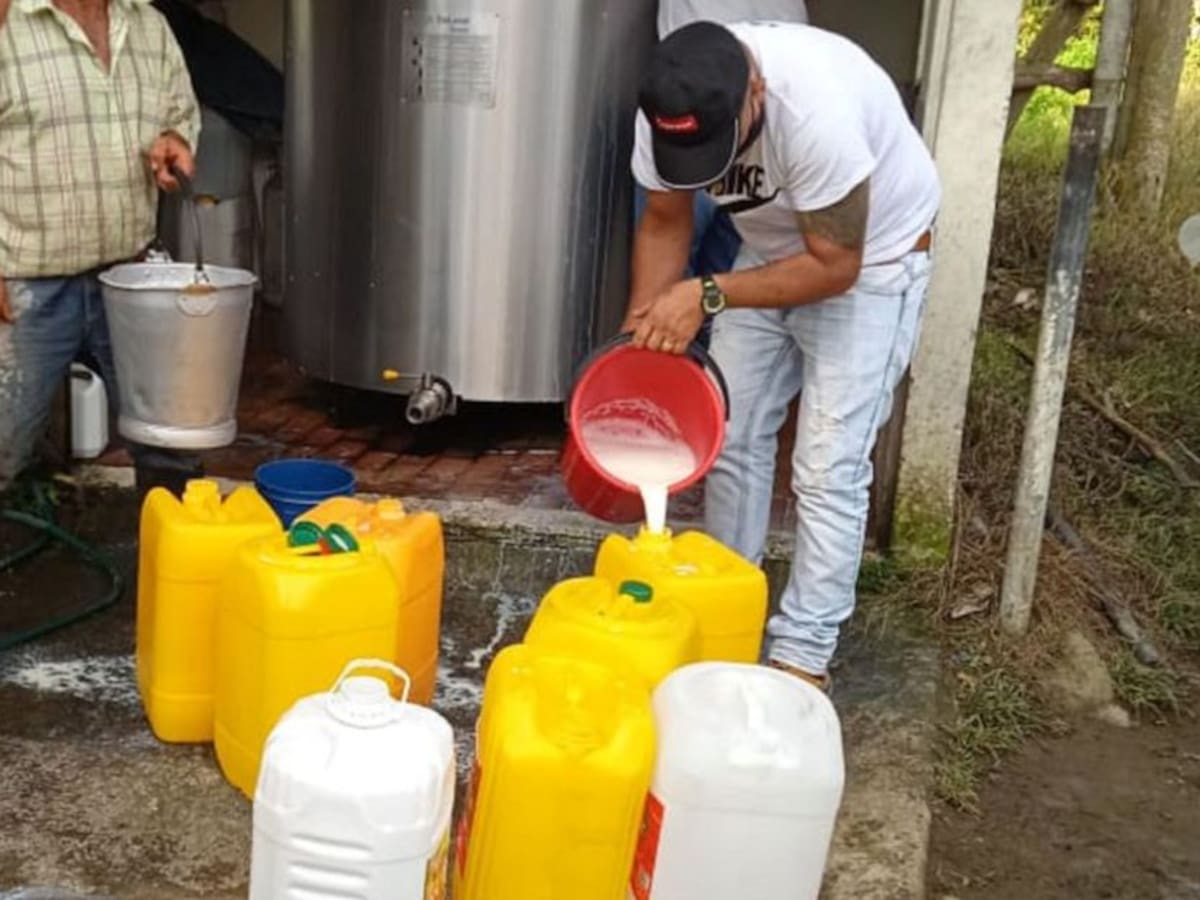 70% de productores del Quindío están vinculados a la producción de leche