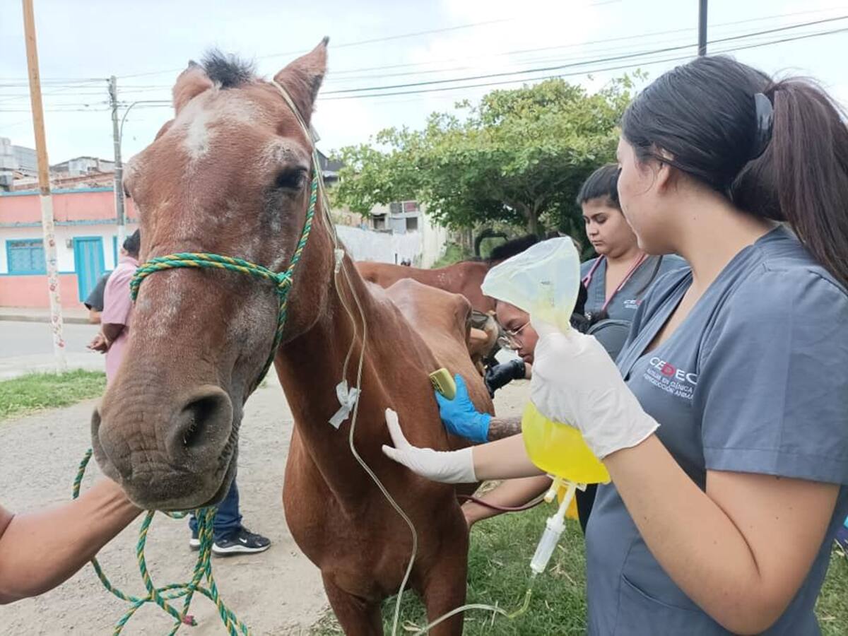13 caballos se jubilan para ser reemplazados por motocarros en Montenegro, Quindío