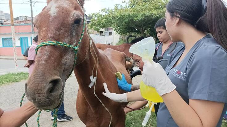 Informe caballos jubilación Montenegro, Quindío