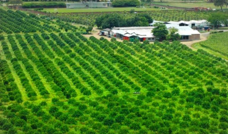 Valle del Cauca regresa a la categoría especial. 