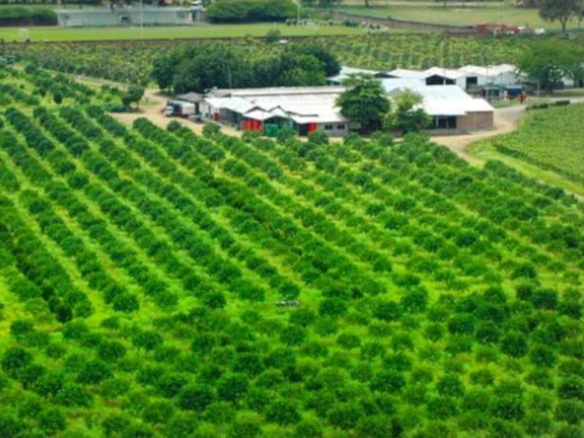 El Valle del Cauca regresa a la categoría especial
