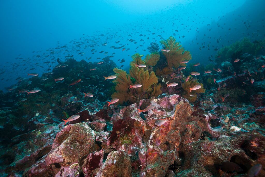 Imagen de referencia de arrecifes. (Photo by Prisma Bildagentur/Universal Images Group via Getty Images)