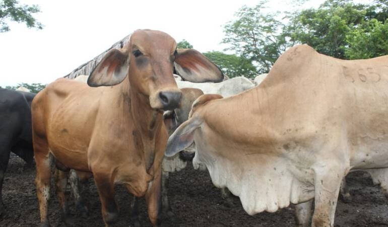 Fiebre aftosa amenaza a Norte de Santander