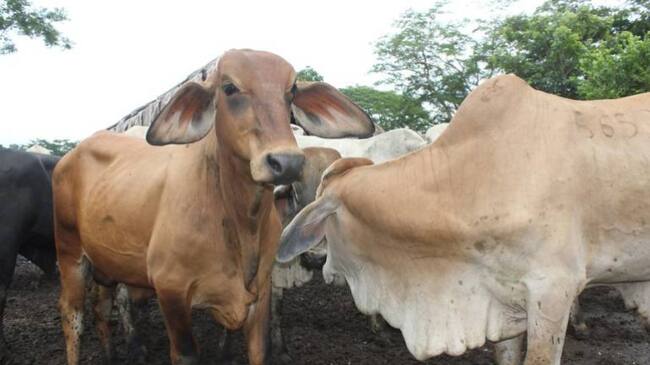 Fiebre aftosa amenaza a Norte de Santander