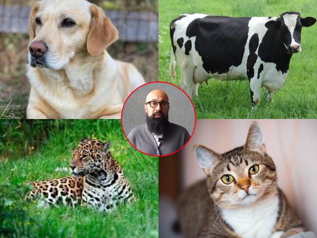 Carlos Carrillo Arenas, director general de la UNGRD