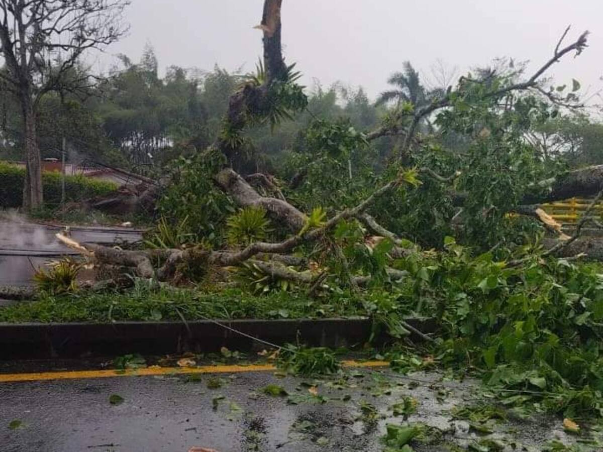 Caída de árboles, vías bloqueadas y daños en redes de energía por vendaval en el Quindío