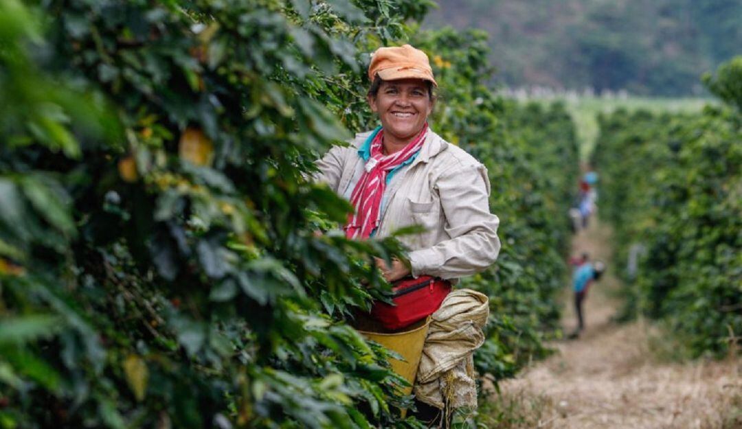 Ayuda a caficultores