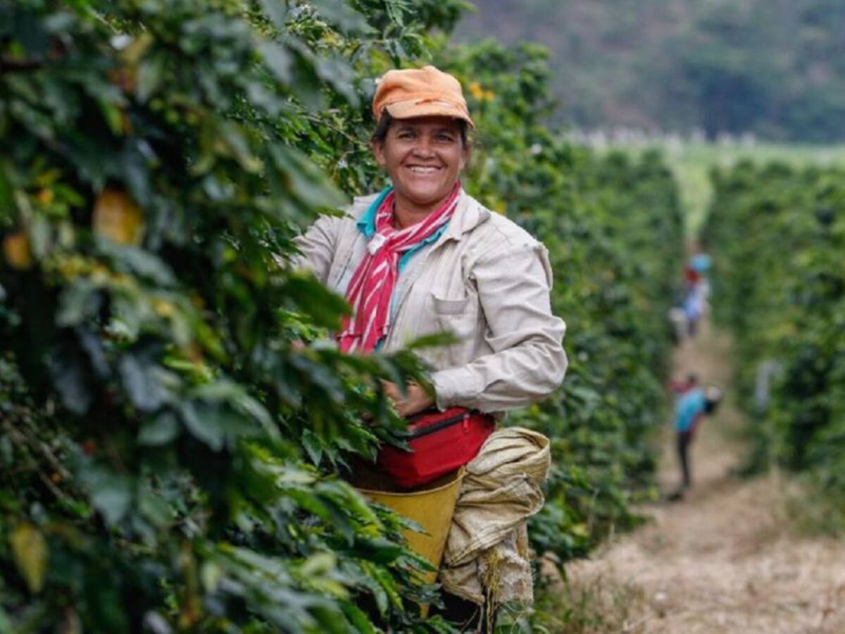 Manizales busca fortalecer su producción cafetera