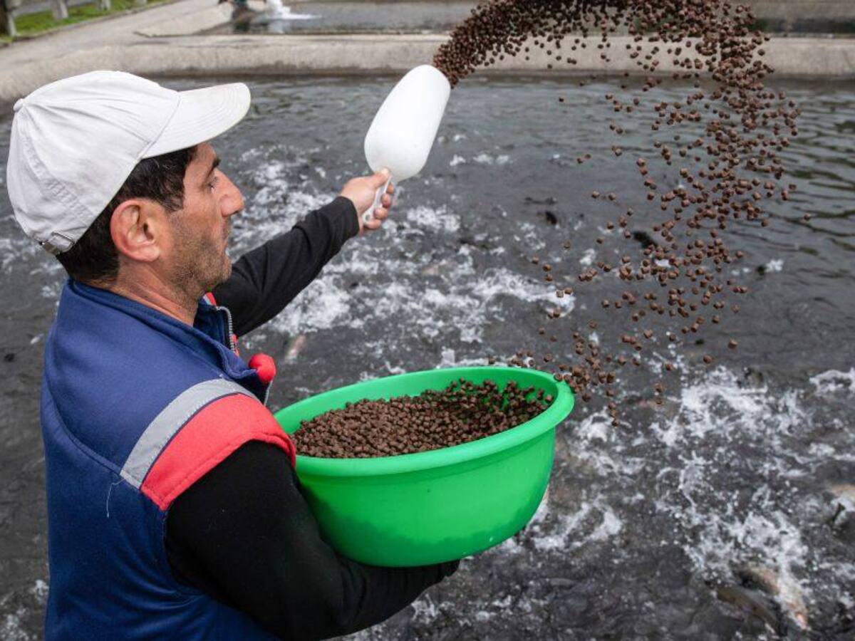 Aumentar la producción acuícola, objetivo de Autoridad Nacional de Pesca en Antioquia