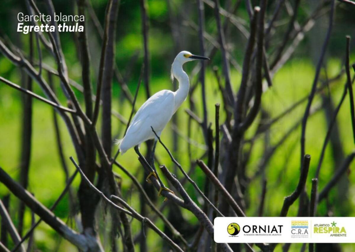 Atlántico vivió la jornada del Global Big Day, iniciativa mundial que a través del avistamiento, se identifican y dan a conocer el registro de aves con el que cuenta un territorio. En el marco de la expedición de Viaje al Corazón del Caribe de Caracol Radio y la Armada de Colombia, destacamos esta iniciativa que la Corporación Regional Autónoma del Atlántico, CRA y la Fundación ORNIAT de Atlántico, lideraron en el departamento, considerado un escenario de diversas especies de aves, tanto nativas como extranjeras que llegan hasta el Atlántico, atraídas por ecosistemas como el de la Ciénaga de Mallorquín y la vía Parque Isla Salamanca.