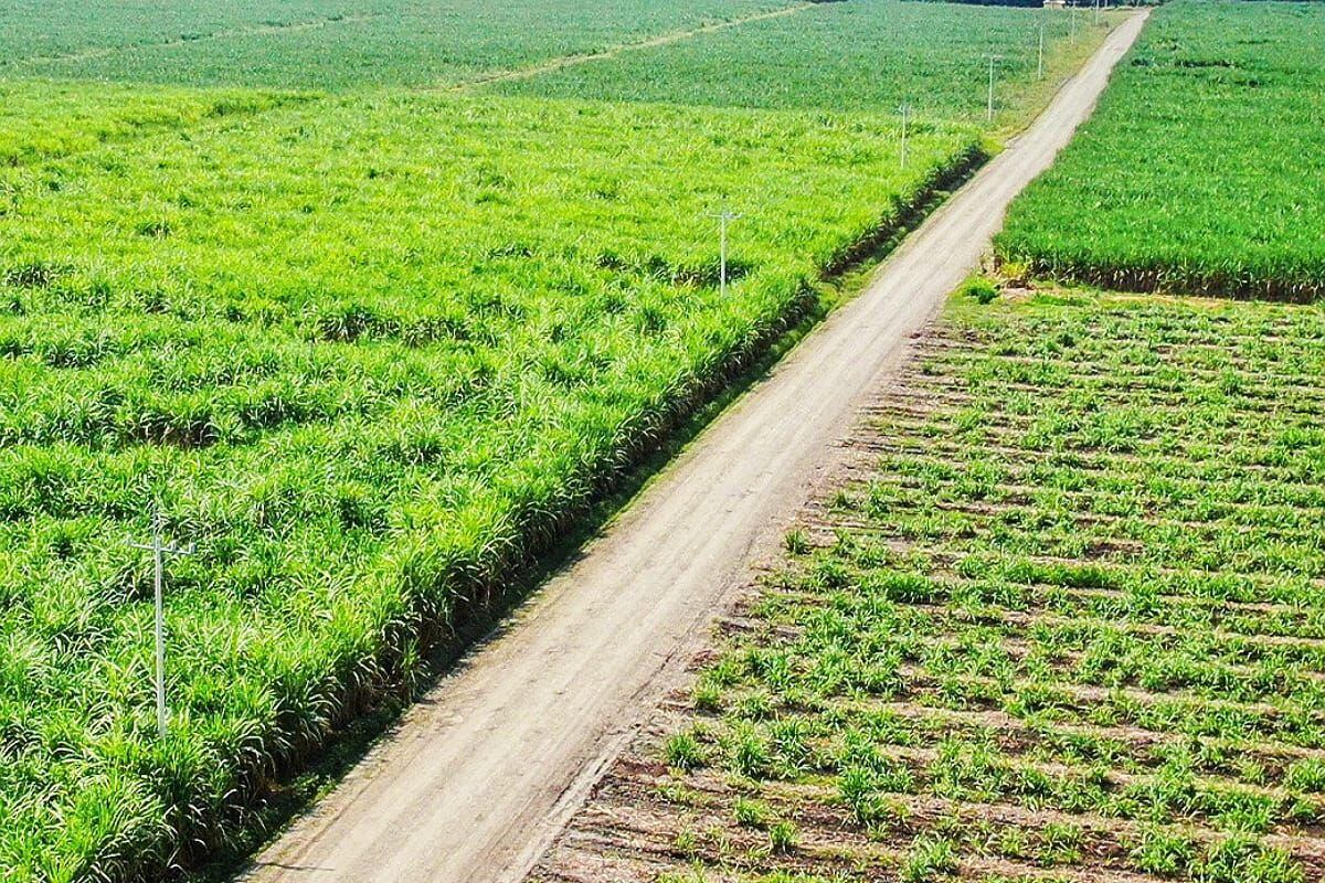 “Con las invasiones se deterioran los campos, se daña la infraestructura, sistemas de riego y recuperar todo esto tardará mucho tiempo”, Presidente de Asocaña. Crédito: Asocaña. 