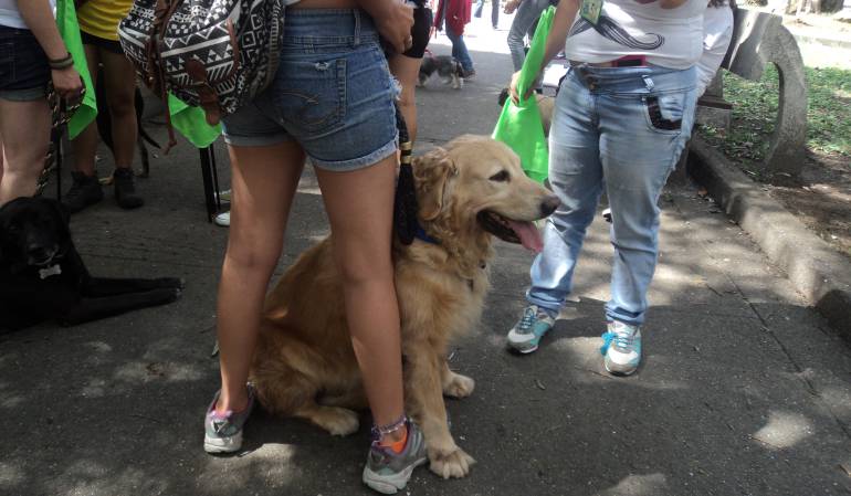 Alejandro Hoyos, coordinador del centro de Zoonosis, argumenta que el centro cumple con sus funciones dentro de las cuales está la protección de estos animales.