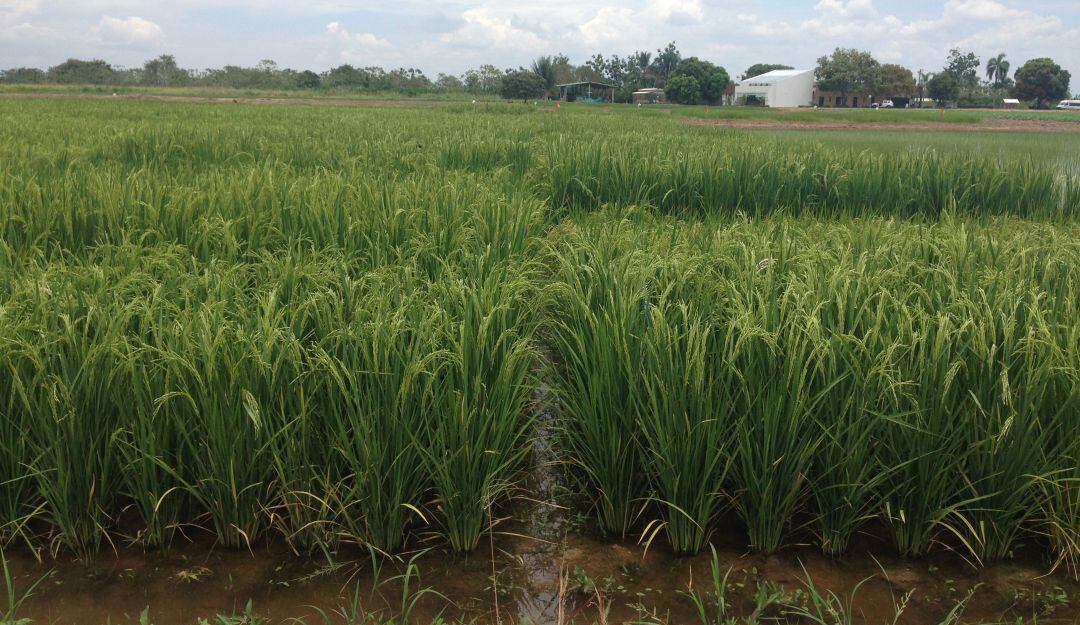 Cultivos de arroz en el Tolima