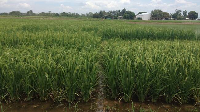 Cultivos de arroz en el Tolima