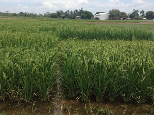 Cultivos de arroz en el Tolima