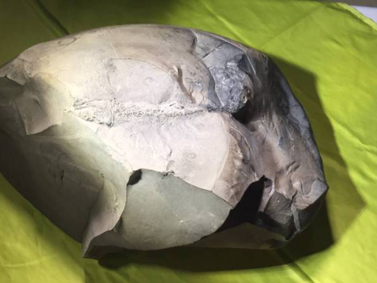 Hallan un fósil de hace 130 millones de años en Curumaní