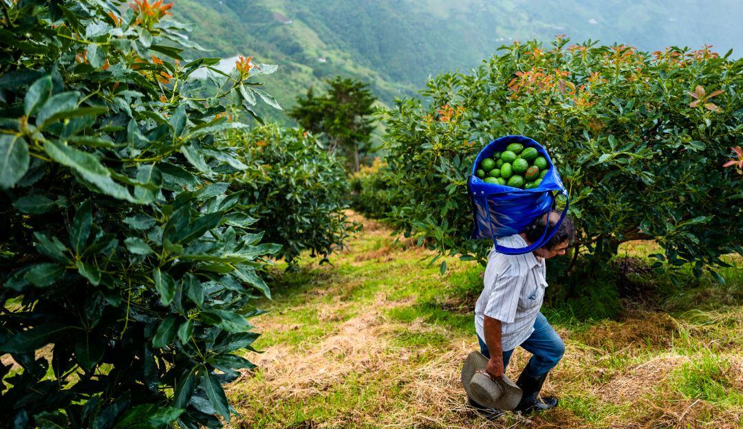 Recolección de aguacates en Antioquia.
