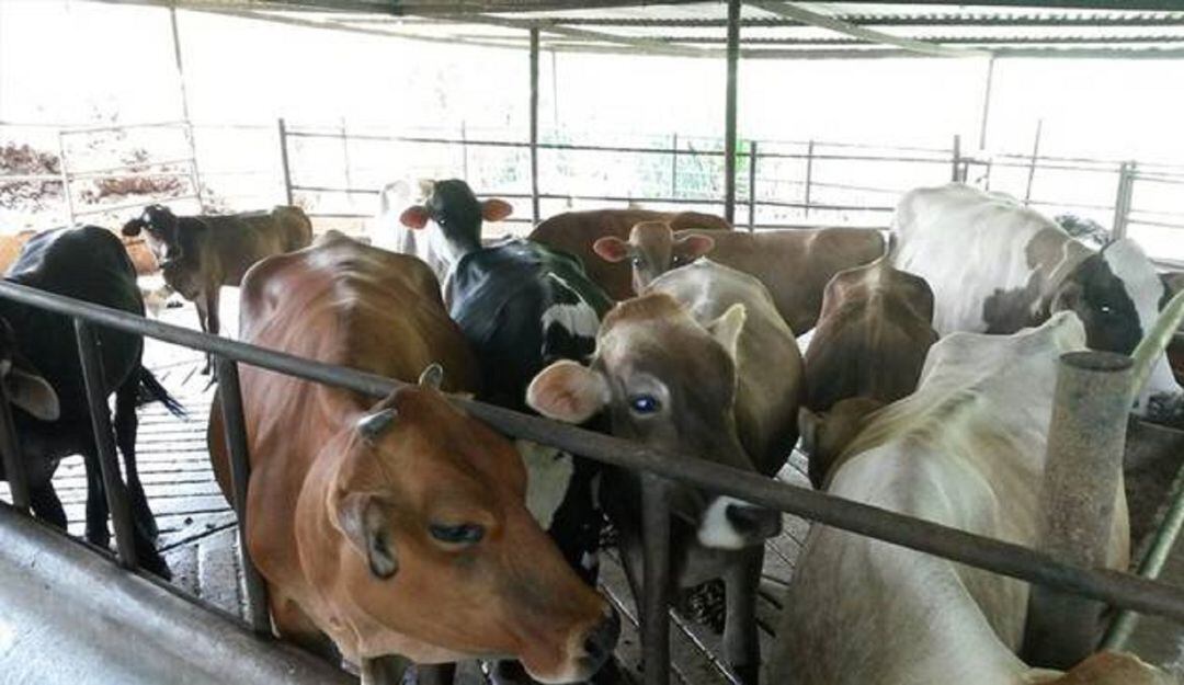 Hechos delincuenciales afectan al sector ganadero del Tolima