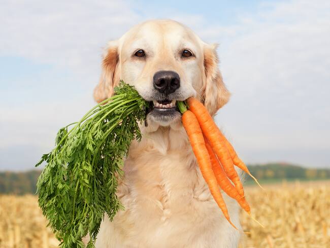 Perro con zanahorias en su hocico (Foto vía Gety Images)