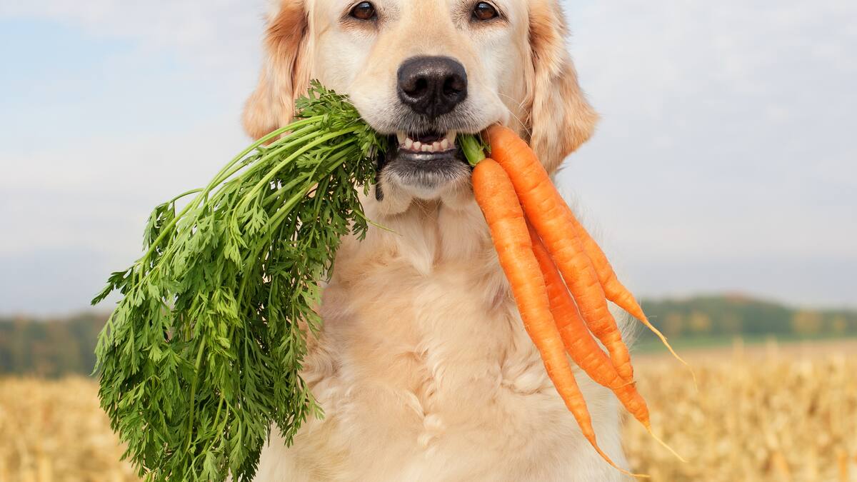 4 verduras que puede comer un perro: beneficios que aportan y cómo dárselas