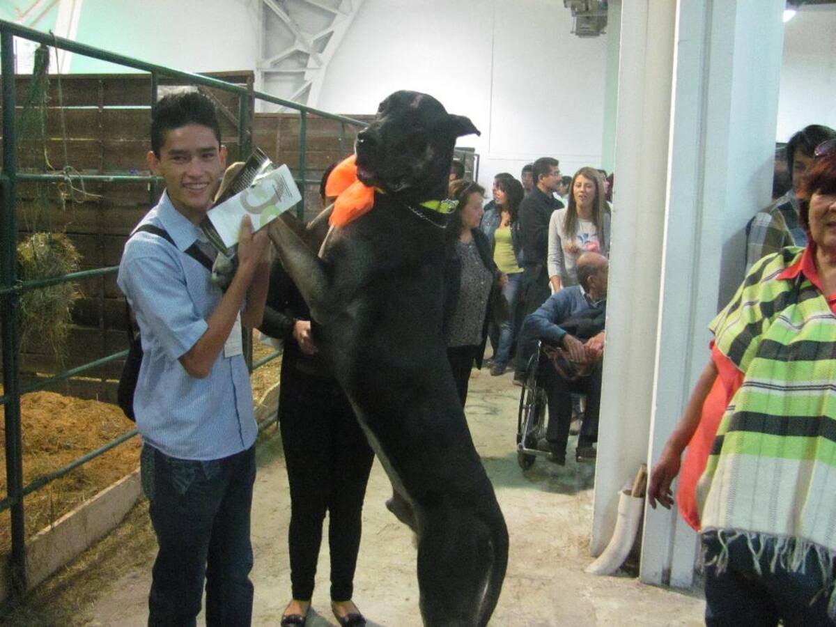 Título de la imagen