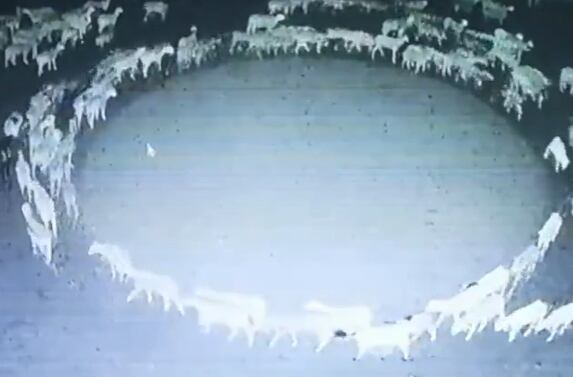 Un rebaño de ovejas no ha parado de dar vueltas desde hace diez días