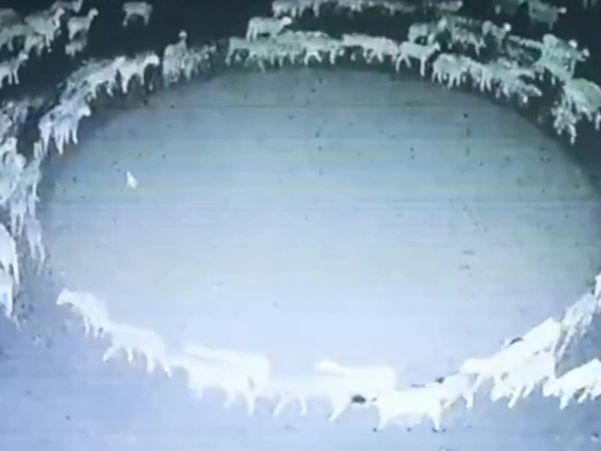 Video: Un rebaño de ovejas no ha parado de caminar en círculos desde hace 14 días