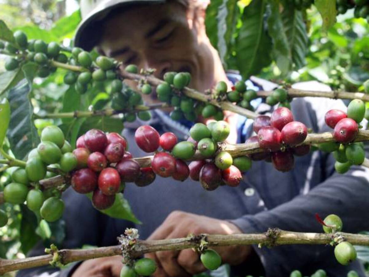 Fuerte repunte de la producción de café en septiembre, creció un 19%