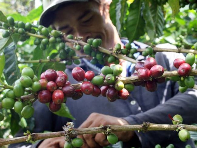 Fuerte repunte de la producción de café en septiembre, creció un 19%