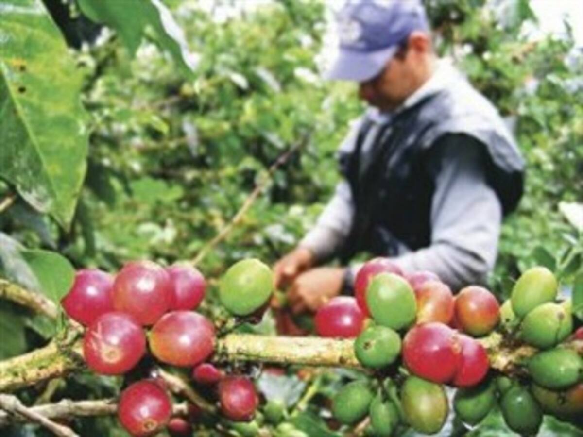 Se dispara el precio del café en zonas productoras