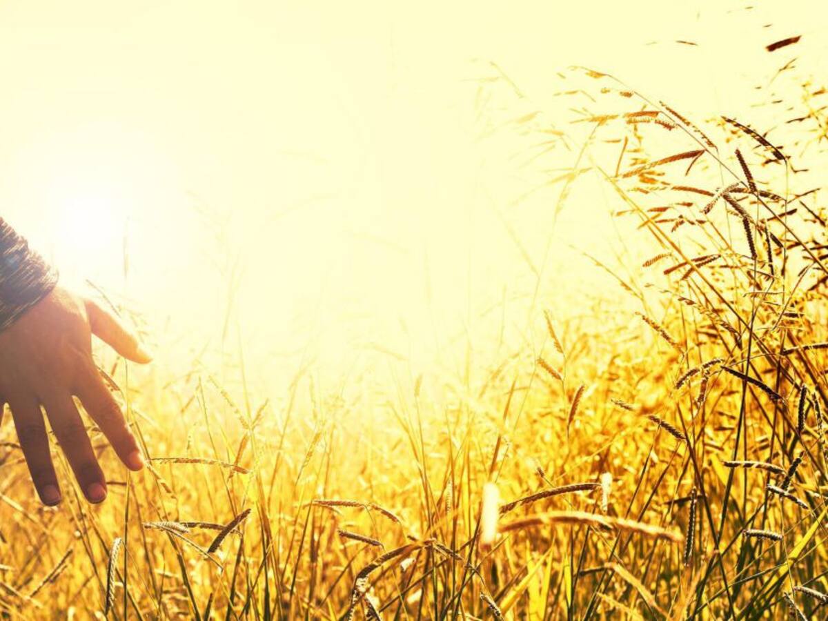 Bienestar y resiliencia