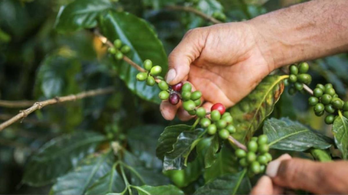 Amplio dispositivo de seguridad para la cosecha cafetera en Risaralda