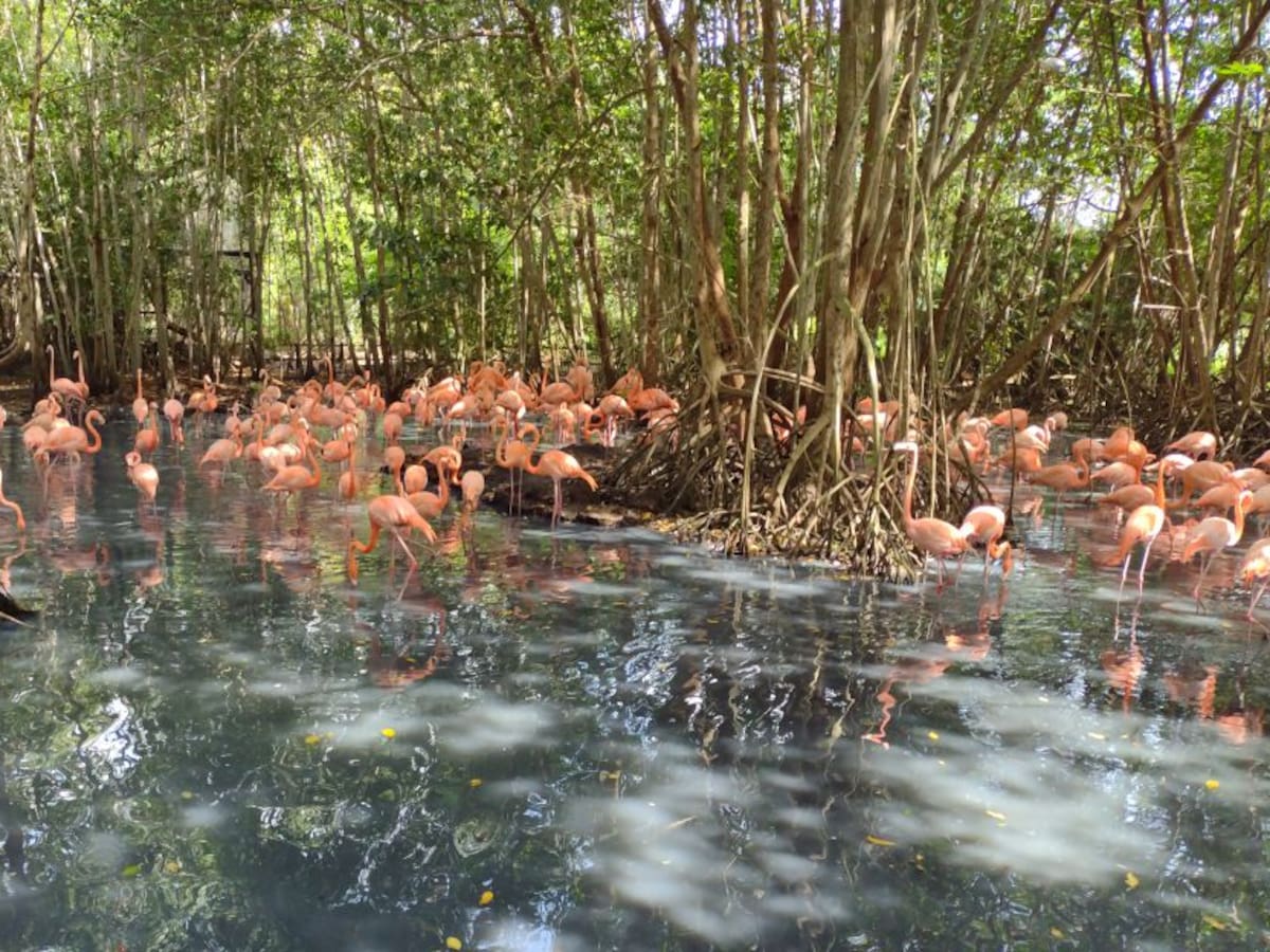 Mueren flamencos en la Ciénaga de la Virgen: investigan posible relación con redes eléctricas