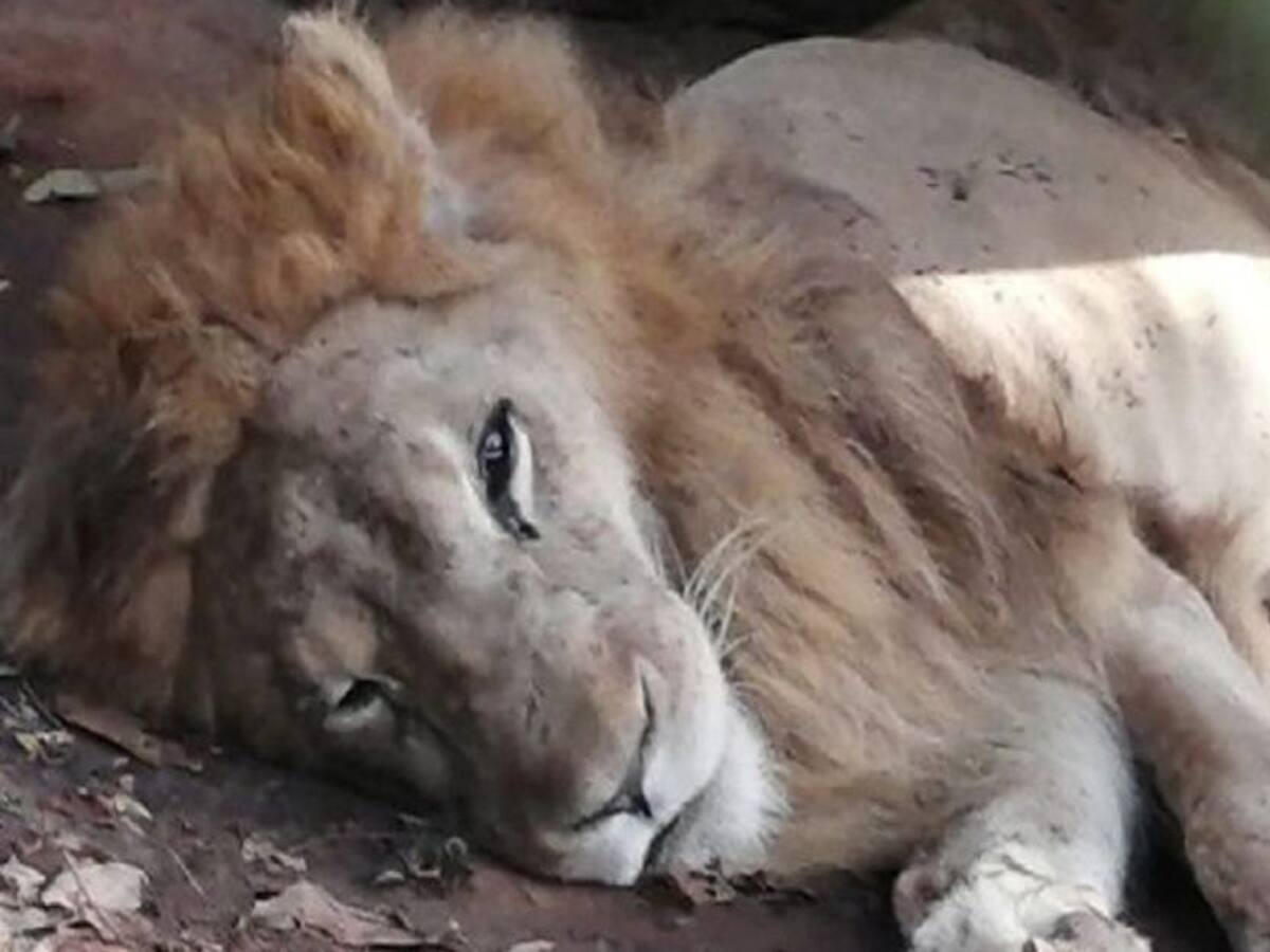 El león Júpiter, que agoniza en un zooparque de Córdoba, regresará a Cali