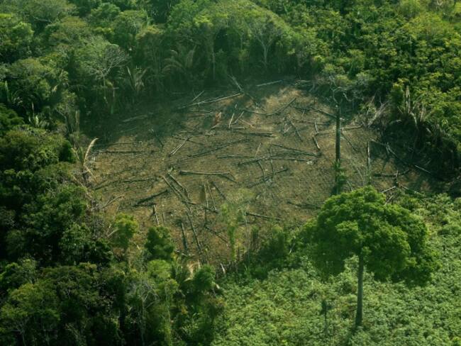 TFA 2020 Colombia, una alianza nacional contra la deforestación