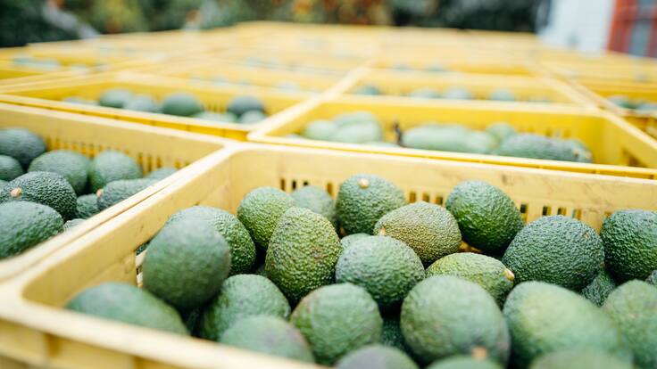 El aguacate hass. ¿Qué tan nocivos podrían ser sus cultivos?