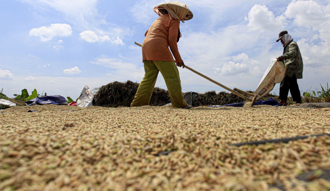 Extensión de arroz en Indonesia.